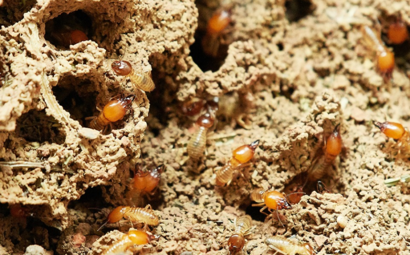 a closeup shot of termites