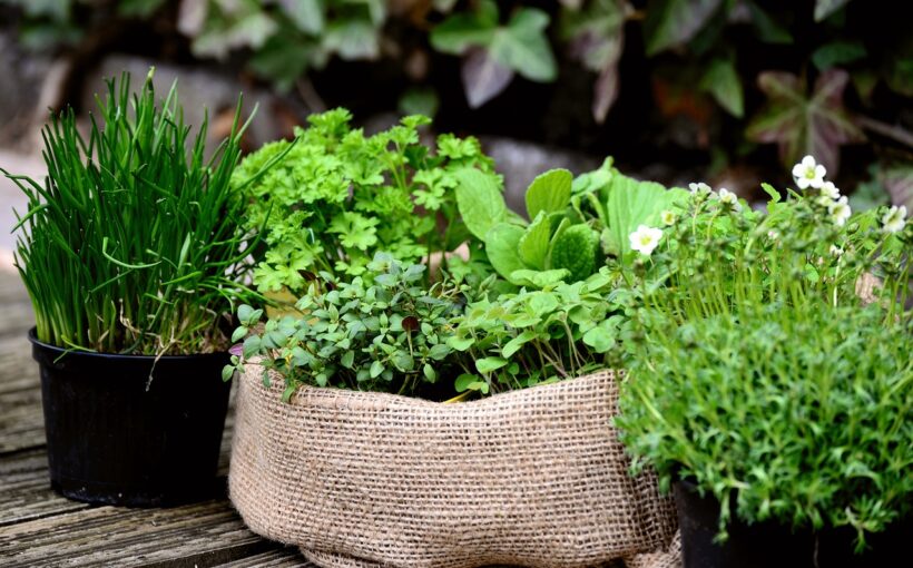 garden-plants