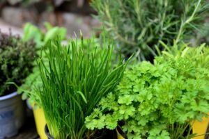 Harvest Herbs Regularly With the Right Technique